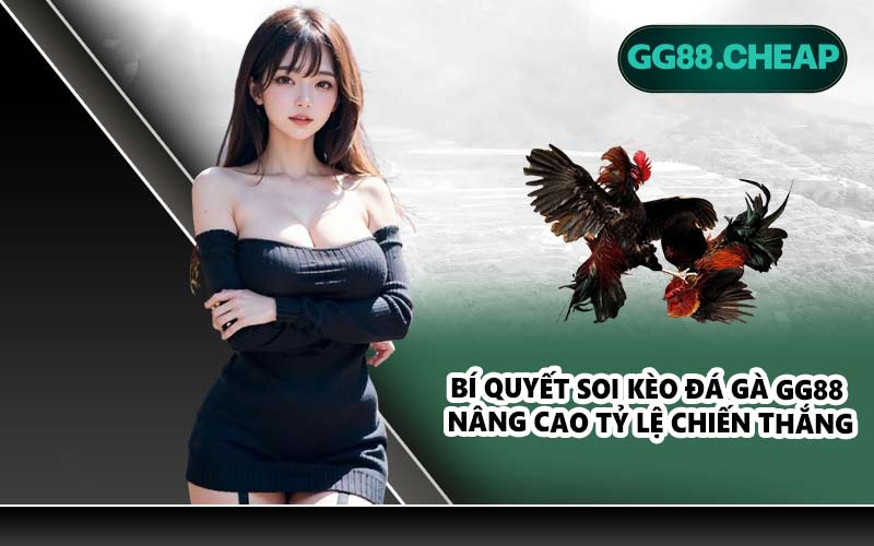 Bí quyết soi kèo đá gà GG88 nâng cao tỷ lệ chiến thắng