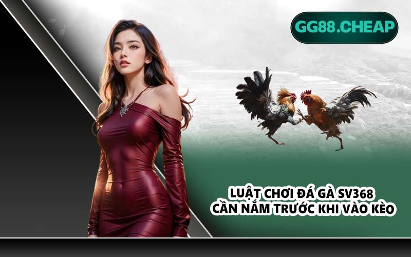 Luật chơi đá gà SV368 cần nắm trước khi vào kèo