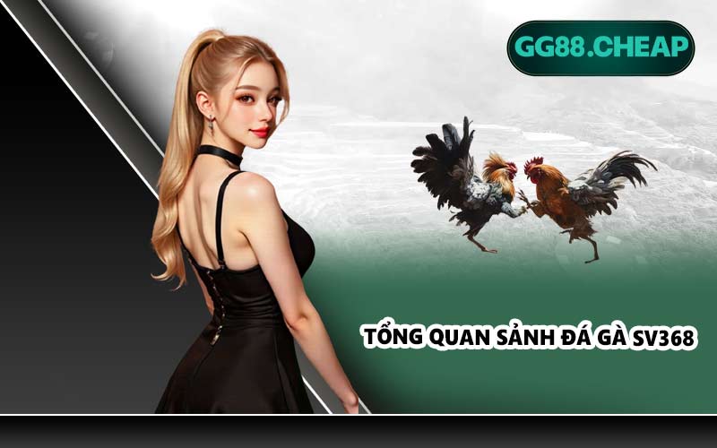 Tổng quan sảnh đá gà SV368